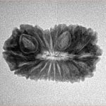 19 Mukhi Rudraksha 23.9mm 2.25gm - Inverse xray