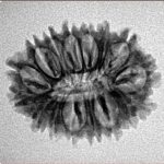 16 Mukhi Rudraksha 23.8mm 2.67gm - Inverse xray
