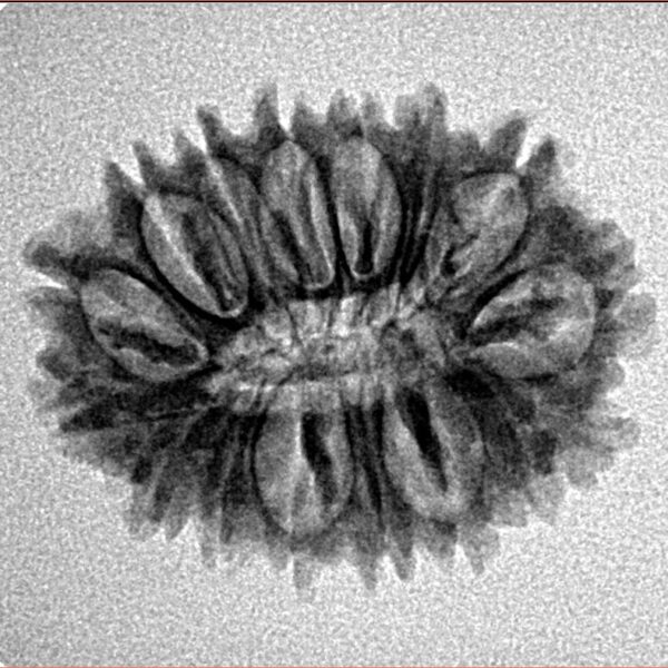 16 Mukhi Rudraksha 23.8mm 2.67gm - Inverse xray