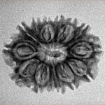 14 Mukhi Rudraksha 24mm 2.24gm - Inverse xray