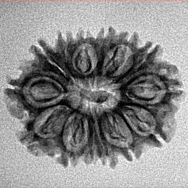 14 Mukhi Rudraksha 24mm 2.24gm - Inverse xray