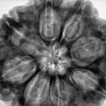 8 Mukhi Rudraksha 32.3mm 9.51gm - Inverse xray