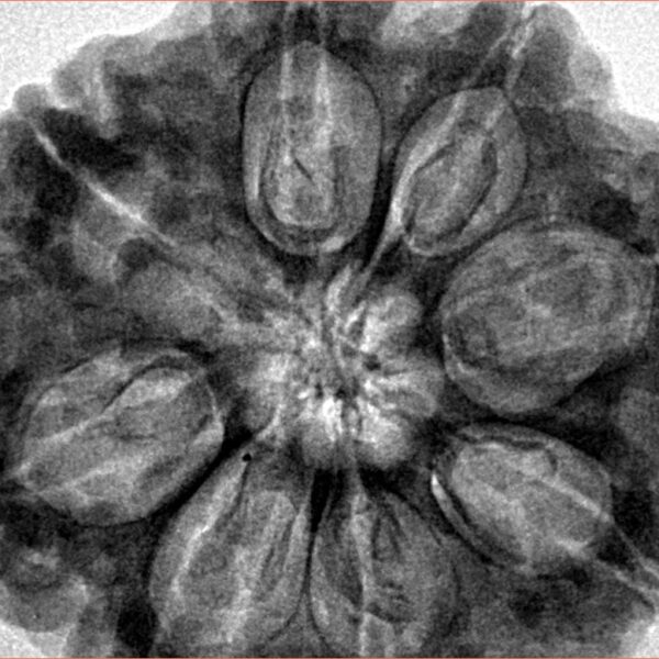 8 Mukhi Rudraksha 32.3mm 9.51gm - Inverse xray