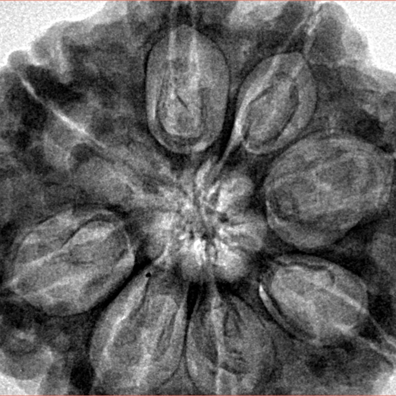 8 Mukhi Rudraksha 32.3mm 9.51gm - Inverse xray