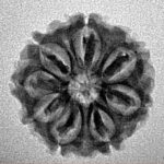 8 Mukhi Rudraksha 20.4mm 2.51gm - Inverse xray