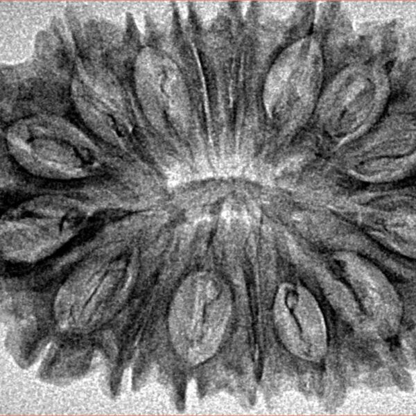 16 Mukhi Rudraksha 35.2mm 4.28gm - Inverse xray