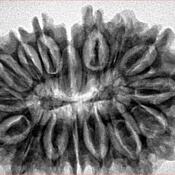16 Mukhi Rudraksha 33.8mm 5.85gm - Inverse xray