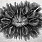 14 Mukhi Rudraksha 26.5mm 3.91gm - Inverse xray
