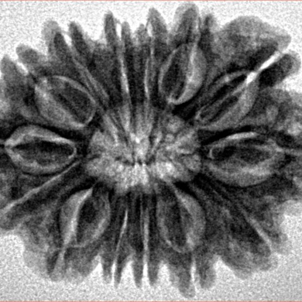 14 Mukhi Rudraksha 26.5mm 3.91gm - Inverse xray