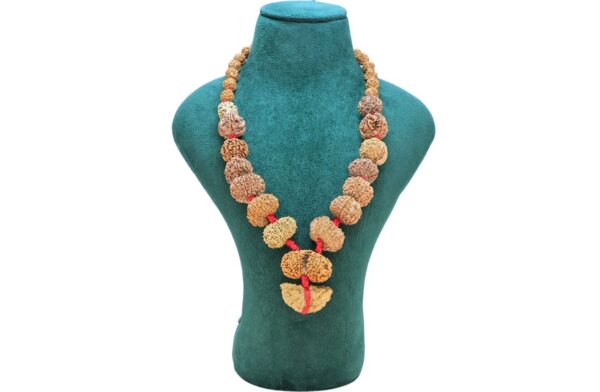 1 to 14 Mukhi Rudraksha Mala ( Siddha Mala ) 34.4738 - Mala Image