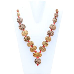 1 to 14 Mukhi Rudraksha Mala ( Siddha Mala ) 31.4520 - Mala Image