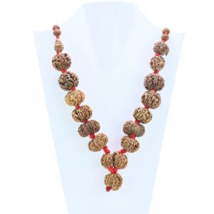 1 to 14 Mukhi Rudraksha Mala ( Siddha Mala ) 31.2585 - Mala Image