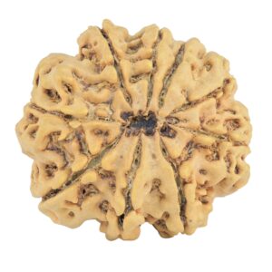 9 Mukhi Rudraksha 29.6mm 5.85gm - Rudraksha back