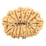 16 Mukhi Rudraksha 35.7mm 9.17gm - Rudraksha back