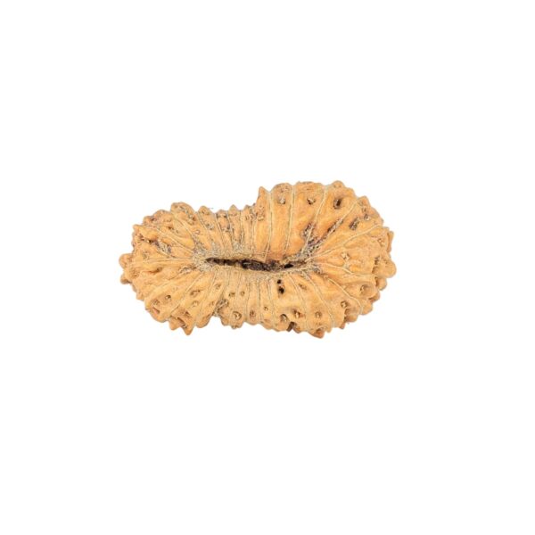 25 Mukhi Rudraksha 20mm 0.88gm - Rudraksha back