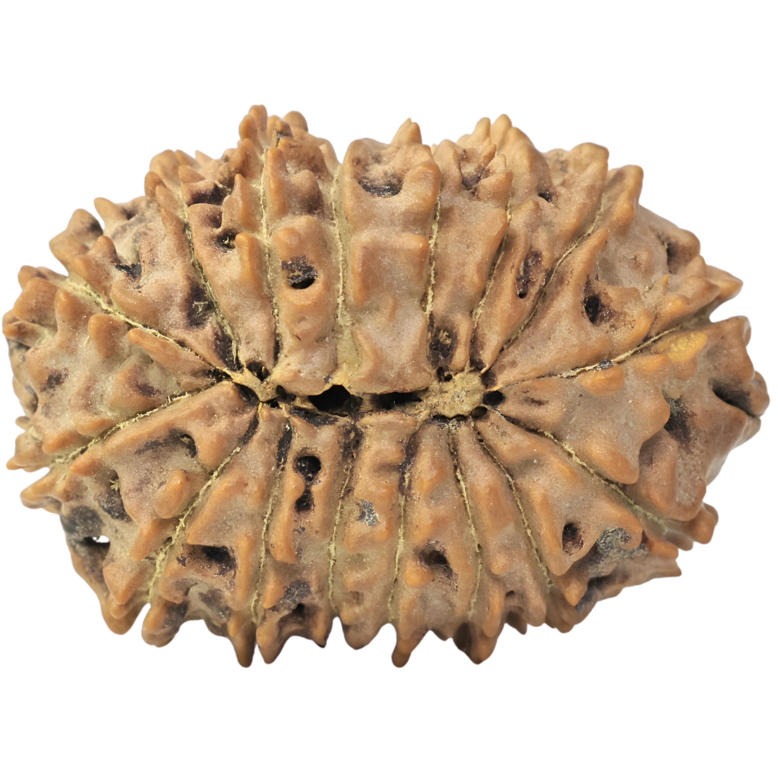 16 Mukhi Rudraksha 27.1mm 3.72gm - Rudraksha back