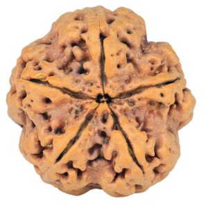 5 Mukhi Rudraksha 29.1mm 8gm - Rudraksha back