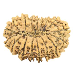 17 Mukhi Rudraksha 30.2mm 4.91gm - Rudraksha back