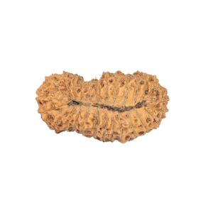 27 Mukhi Rudraksha 26.6mm 2.3gm - Rudraksha back