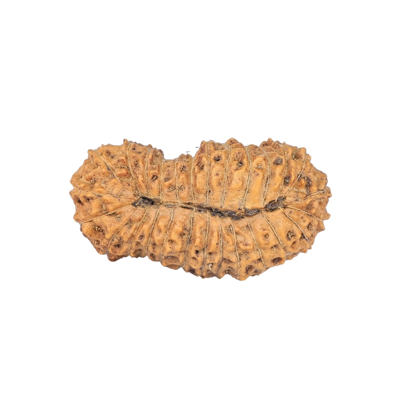 27 Mukhi Rudraksha 26.6mm 2.3gm - Rudraksha back
