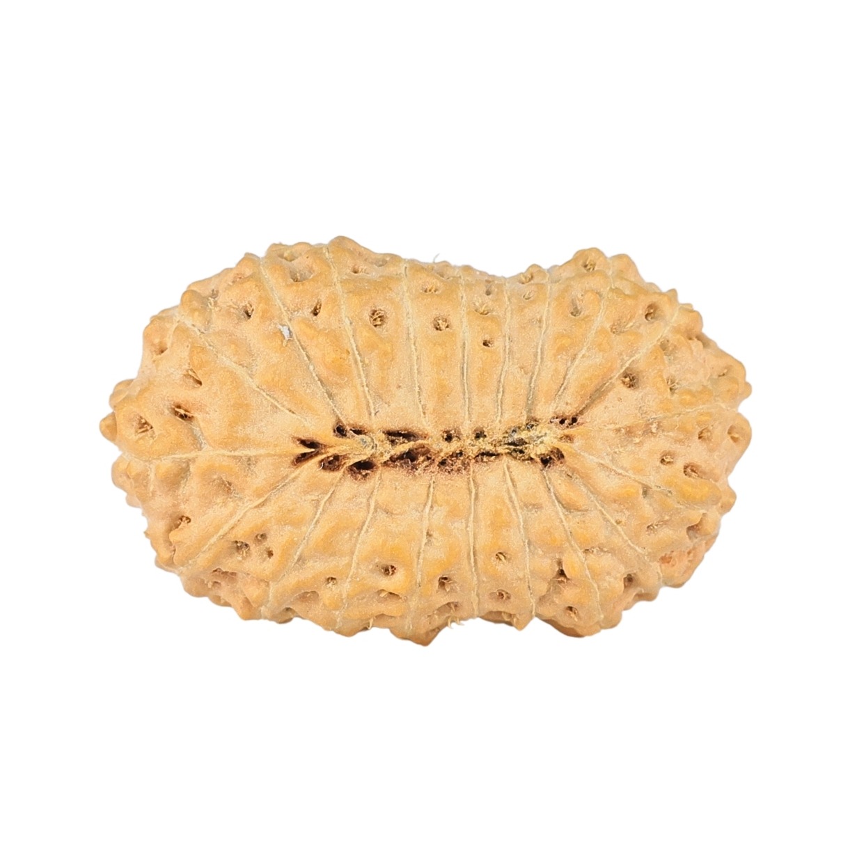 20 Mukhi Rudraksha 24.6mm 2.5gm - Rudraksha back
