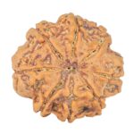 8 Mukhi Rudraksha 28.2mm 7.11gm - Rudraksha back