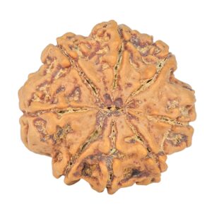 8 Mukhi Rudraksha 28.2mm 7.11gm - Rudraksha back