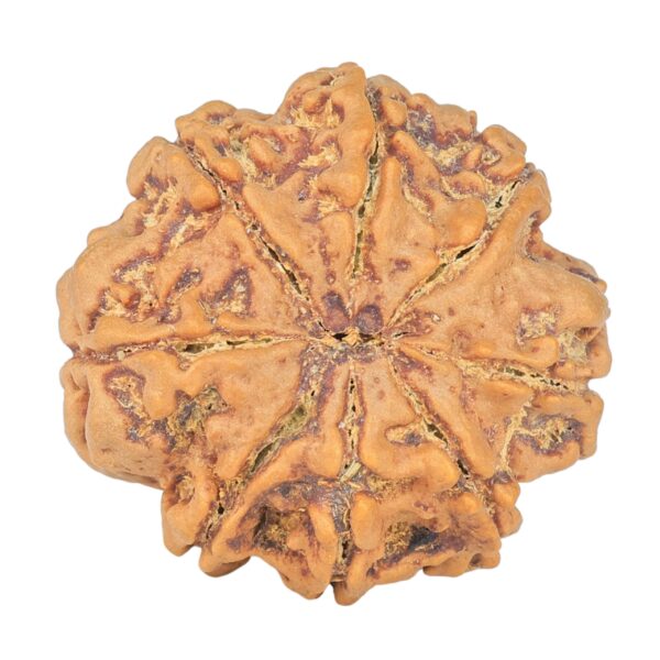 8 Mukhi Rudraksha 28.2mm 7.11gm - Rudraksha back