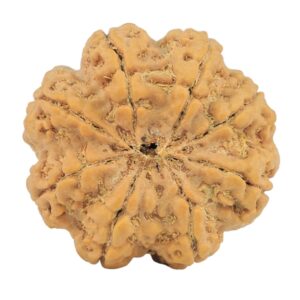 8 Mukhi Rudraksha 28.8mm 7.17gm - Rudraksha back