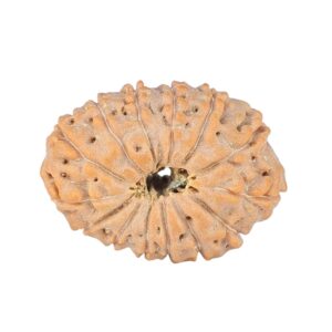 14 Mukhi Rudraksha 22.8mm 2.48gm - Rudraksha back