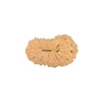 22 Mukhi Rudraksha 19.5mm 1.14gm - Rudraksha back