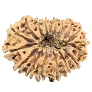 18 Mukhi Rudraksha 33.4mm 3.52gm - Origin: Nepal - Rudraksha back