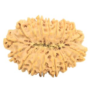 17 Mukhi Rudraksha 38.5mm 8.15gm - Rudraksha back