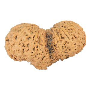 14 Mk Gaurishankar 42.9mm 8.84gm - Rudraksha back