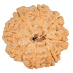 8 Mukhi Rudraksha 27.4mm 7gm - Rudraksha back