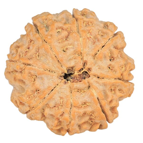 8 Mukhi Rudraksha 27.4mm 7gm - Rudraksha back