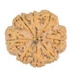 8 Mukhi Rudraksha 32.5mm 8.44gm - Rudraksha back