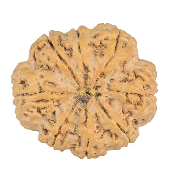 8 Mukhi Rudraksha 32.5mm 8.44gm - Rudraksha back
