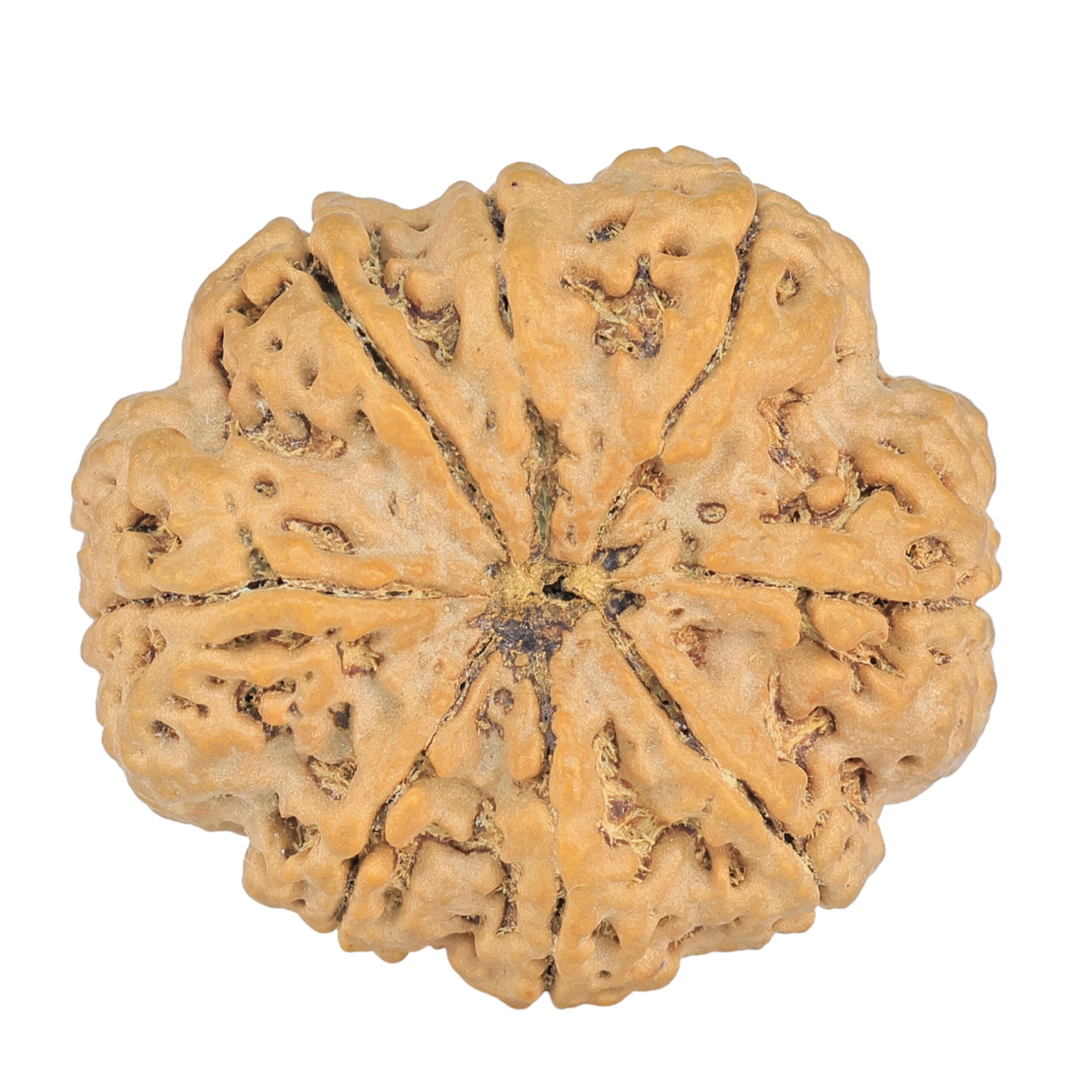 8 Mukhi Rudraksha 32.5mm 8.44gm - Rudraksha back