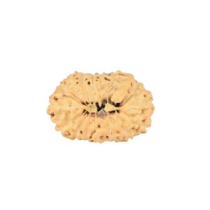 16 Mukhi Ganesh 22.8mm 2gm - Rudraksha back