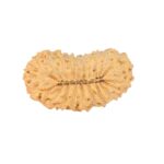 22 Mukhi Rudraksha 25mm 2.31gm - Rudraksha back