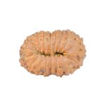 19 Mukhi Rudraksha 24.1mm 3.32gm - Rudraksha back