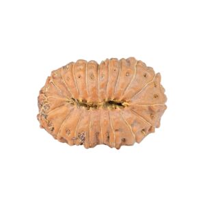 19 Mukhi Rudraksha 24.1mm 3.32gm - Rudraksha back