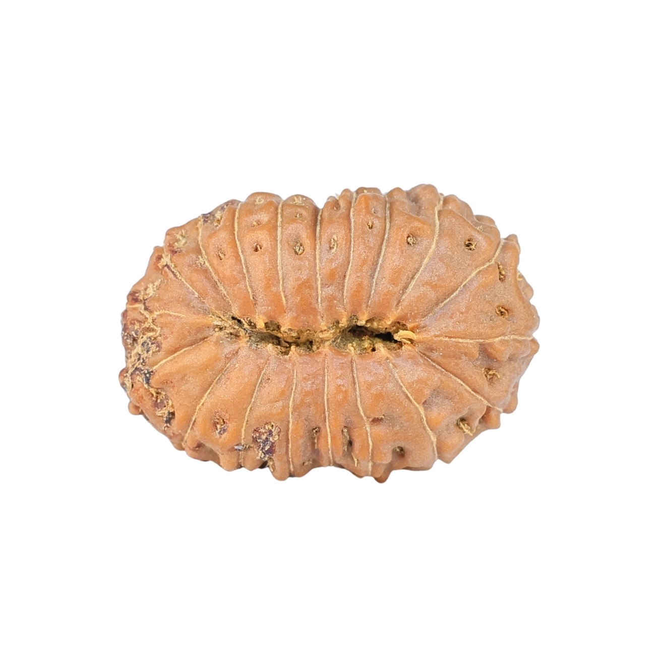 19 Mukhi Rudraksha 24.1mm 3.32gm - Rudraksha back