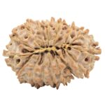 16 Mukhi Rudraksha 27.5mm 3.75gm - Rudraksha back