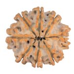 8 Mukhi Rudraksha 24.5mm 4.31gm - Rudraksha back