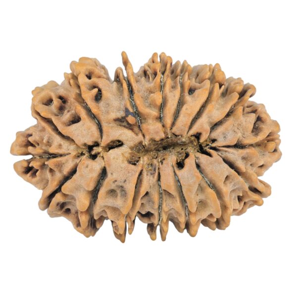 16 Mukhi Rudraksha 38.4mm 8.13gm - Rudraksha back