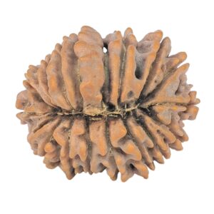 18 Mukhi Rudraksha 22.5mm 2.97gm - Rudraksha back