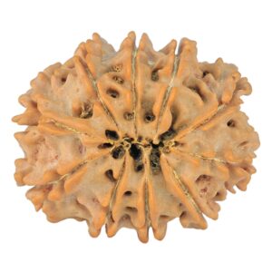 10 Mukhi Rudraksha 25.8mm 3.66gm - Rudraksha back