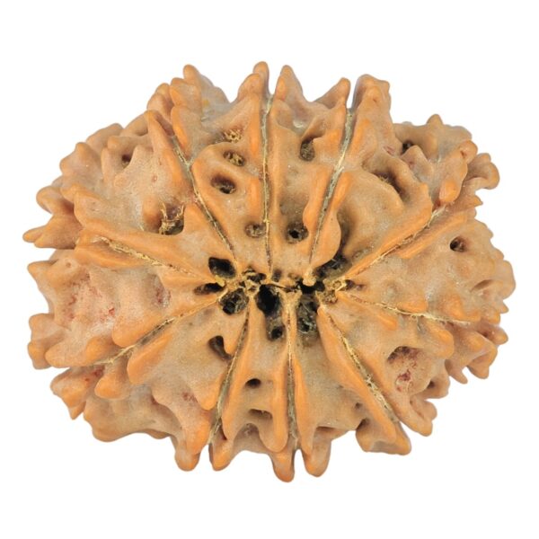 10 Mukhi Rudraksha 25.8mm 3.66gm - Rudraksha back